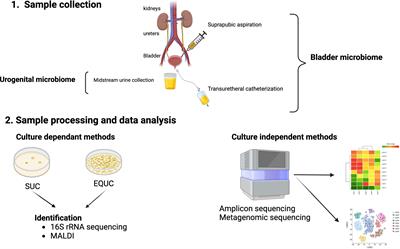 Urine microbiome in individuals with an impaired immune system